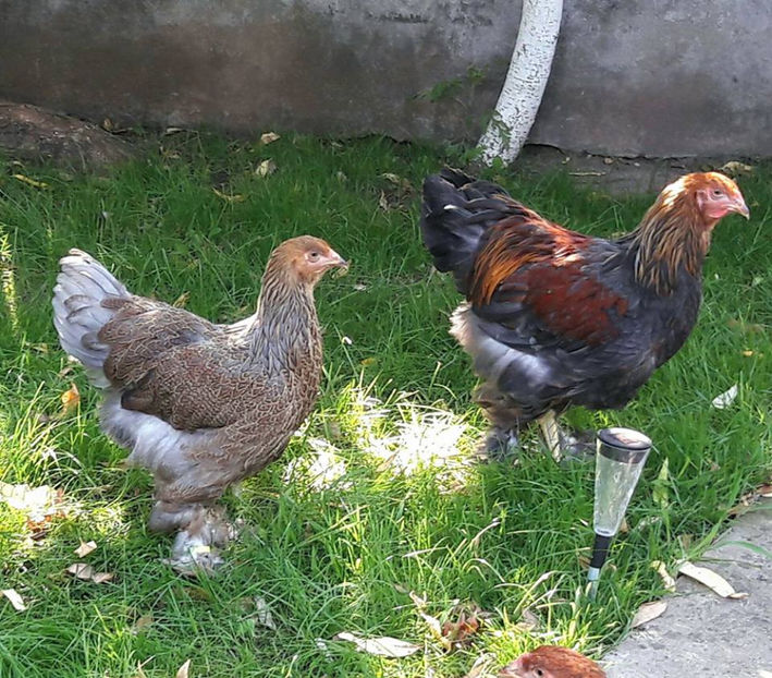  - a__Pui si tineret brahma 2017