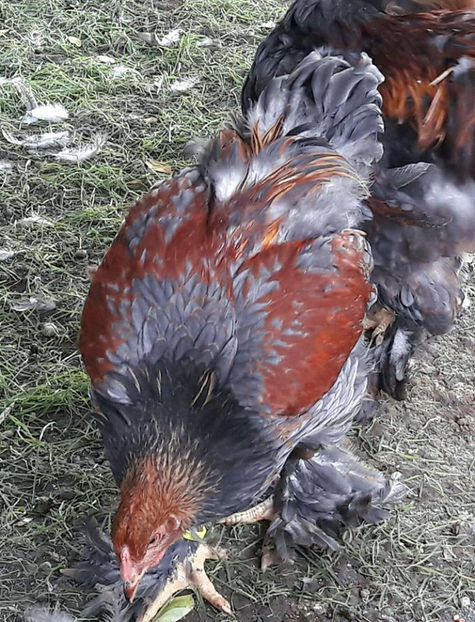  - a__Pui si tineret brahma 2017