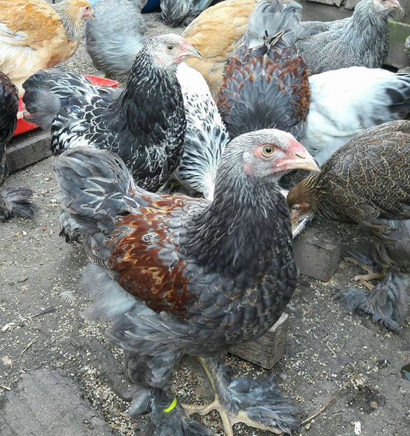  - a__Pui si tineret brahma 2017