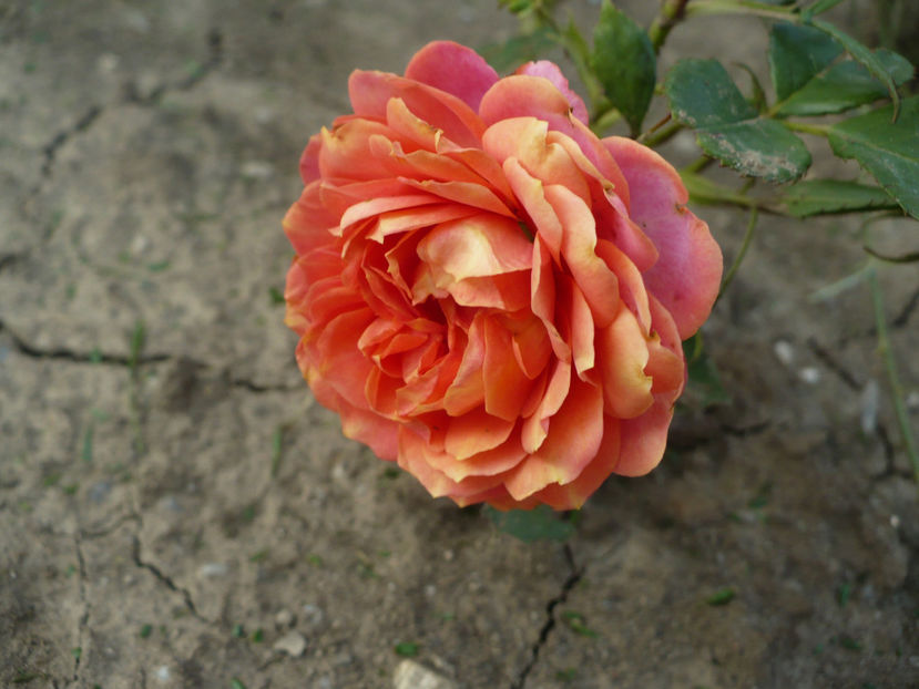 P1260585 - Thank you!