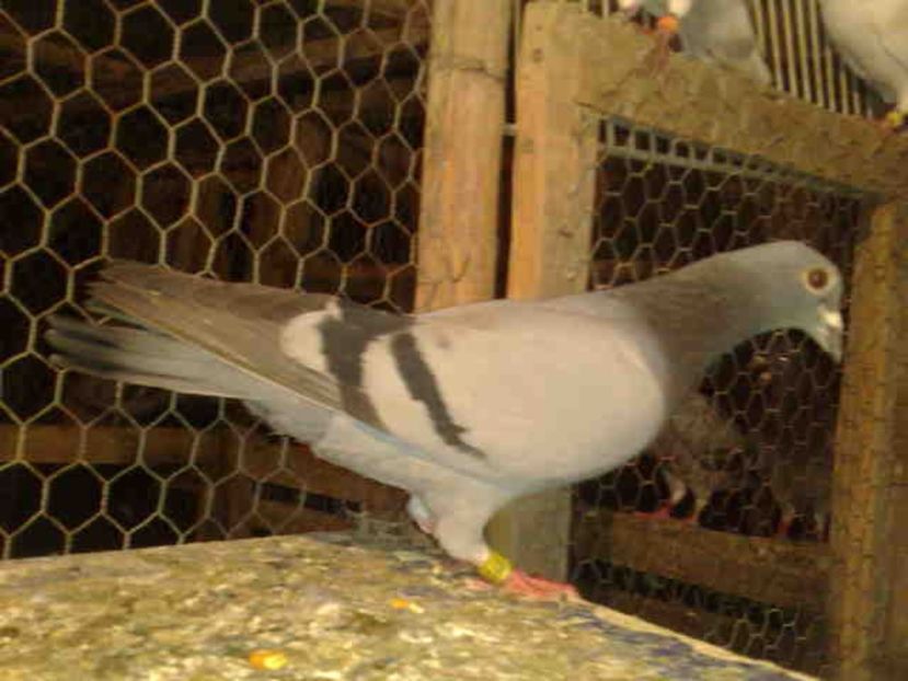 152-femela - X-Porumbei vinduti