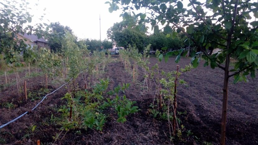 Aronia 15.05.2016.Magura -Teleorman - Arbusti ornamentali fructiferi - Aronia melanocarpa nero Scorus negru
