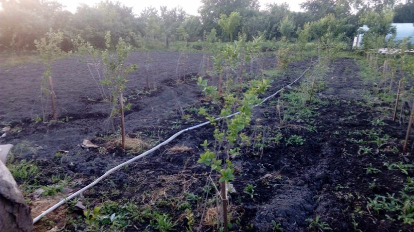 Aronia 15.05.2016 Magura -Teleorman - Arbusti ornamentali fructiferi - Aronia melanocarpa nero Scorus negru