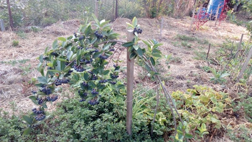 Aronia 22.08.2016 - Arbusti ornamentali fructiferi - Aronia melanocarpa nero Scorus negru