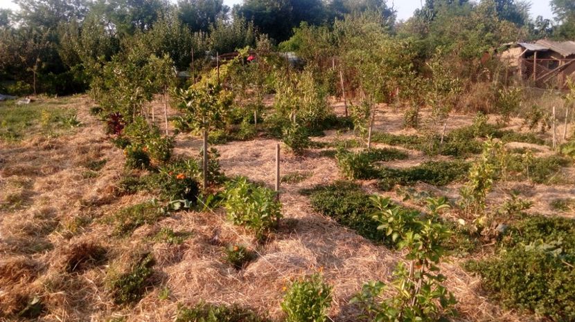 Aronia 24.07.2016 Magura -Teleorman - Arbusti ornamentali fructiferi - Aronia melanocarpa nero Scorus negru