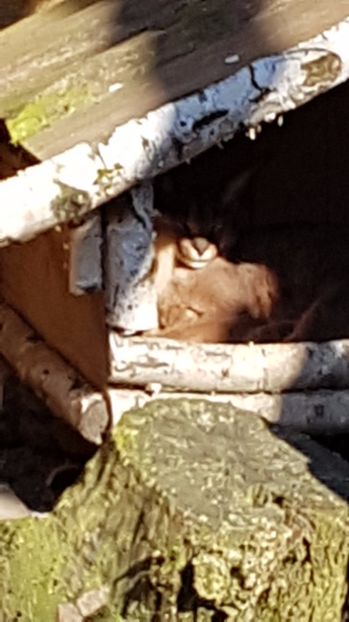  - 001 Gradina ZOO Limpopo Ukraina