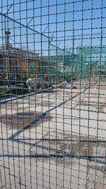  - 001 Gradina ZOO Limpopo Ukraina