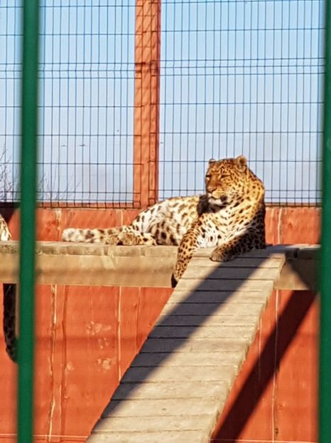  - 001 Gradina ZOO Limpopo Ukraina