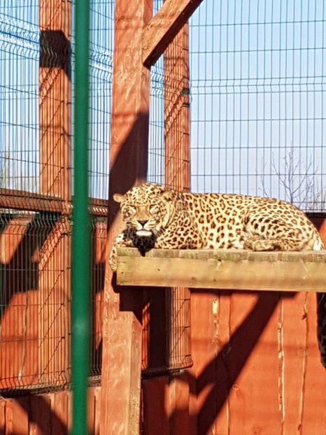  - 001 Gradina ZOO Limpopo Ukraina