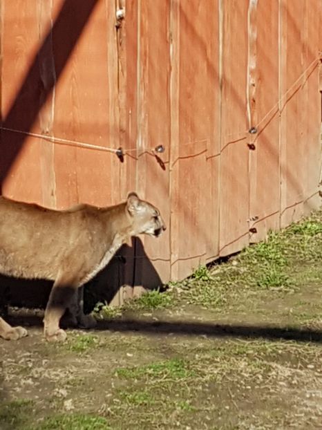  - 001 Gradina ZOO Limpopo Ukraina