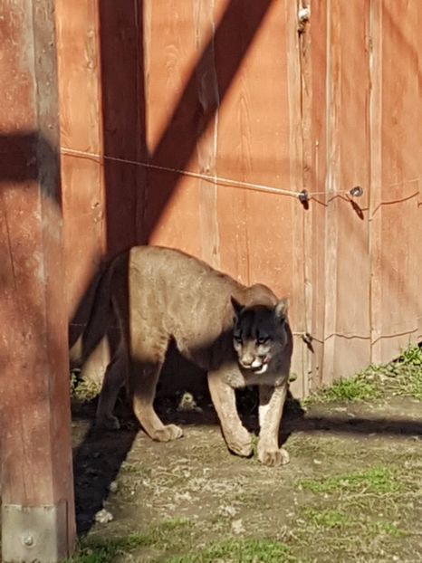  - 001 Gradina ZOO Limpopo Ukraina