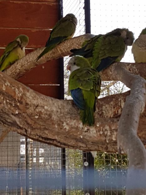  - 001 Gradina ZOO Limpopo Ukraina