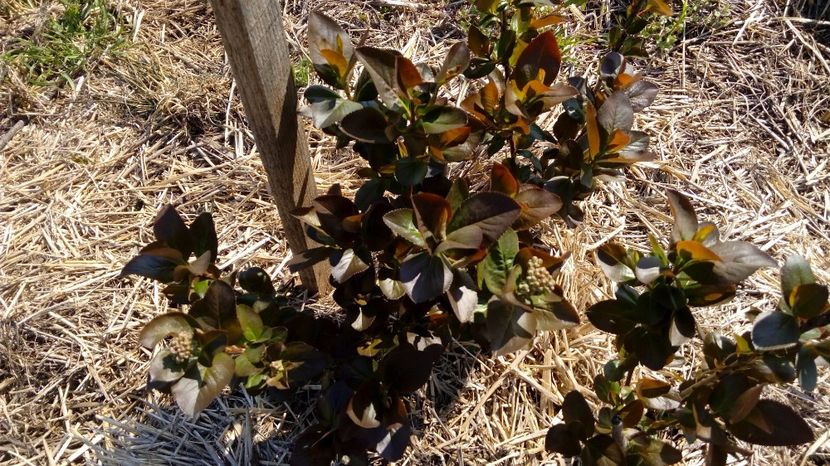 Aronia 1.04.2017. - Arbusti ornamentali fructiferi - Aronia melanocarpa nero Scorus negru