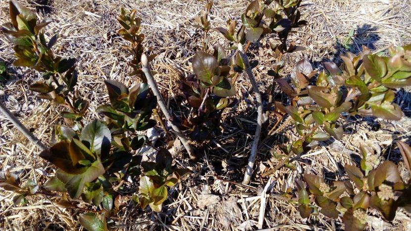 Aronia 1.04.2017 - Arbusti ornamentali fructiferi - Aronia melanocarpa nero Scorus negru