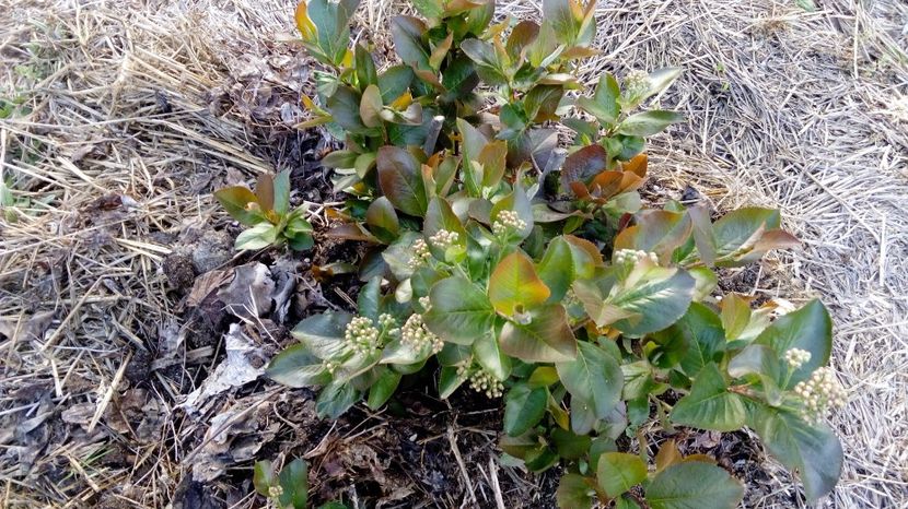 Aronia 6.04.2017 - Arbusti ornamentali fructiferi - Aronia melanocarpa nero Scorus negru