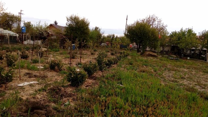 Aronia 16,04.2017 Magura -Teleorman - Arbusti ornamentali fructiferi - Aronia melanocarpa nero Scorus negru