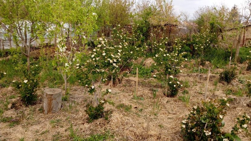 Aronia 16,04.2017,Magura -Teleorman - Arbusti ornamentali fructiferi - Aronia melanocarpa nero Scorus negru