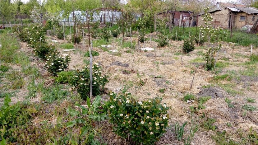 Aronia 16,04.2017,Magura -Teleorman - Arbusti ornamentali fructiferi - Aronia melanocarpa nero Scorus negru