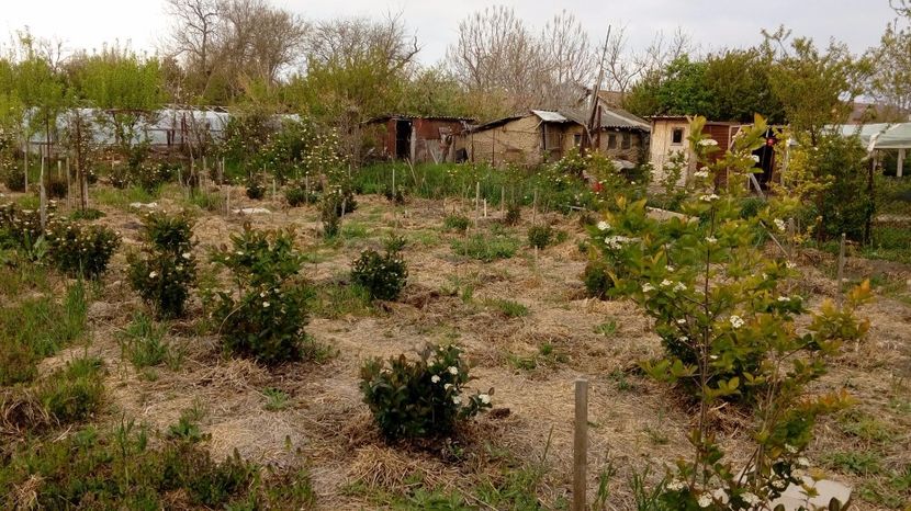 Aronia 16,04.2017 - Arbusti ornamentali fructiferi - Aronia melanocarpa nero Scorus negru