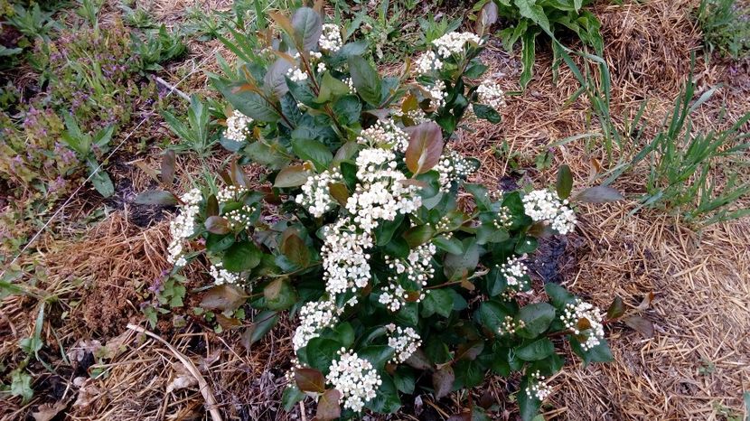 Aronia 20,04.2017,, - Arbusti ornamentali fructiferi - Aronia melanocarpa nero Scorus negru