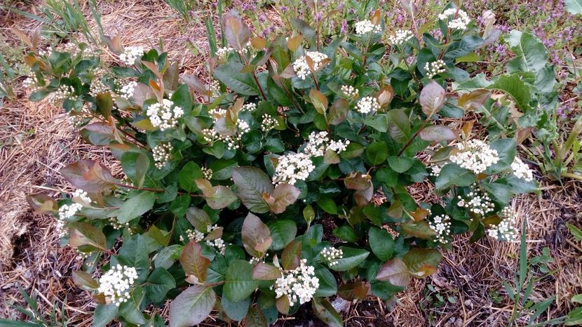 Aronia 20,04.2017.. - Arbusti ornamentali fructiferi - Aronia melanocarpa nero Scorus negru