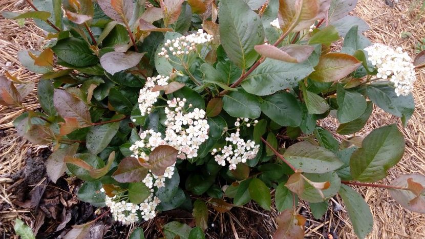 Aronia 20,04.2017 - Arbusti ornamentali fructiferi - Aronia melanocarpa nero Scorus negru