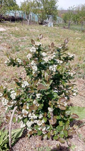 Aronia 27,04.2017,Magura -Teleorman - Arbusti ornamentali fructiferi - Aronia melanocarpa nero Scorus negru