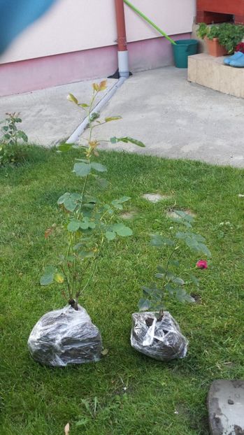 Tanor star si Papa Meilland - Diverse