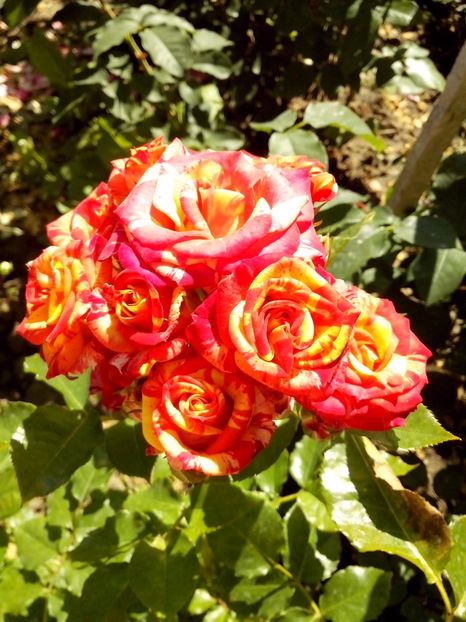  - 0 TRANDAFIRI DIMOV 2017