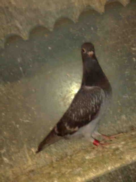 153 - X-Porumbei vinduti