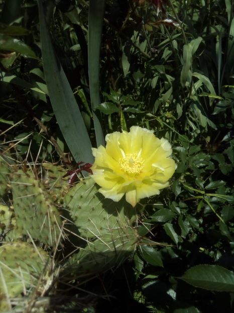  - FLORI DE CACTUSI
