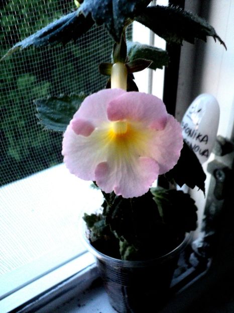  - Veronika Gotmanova