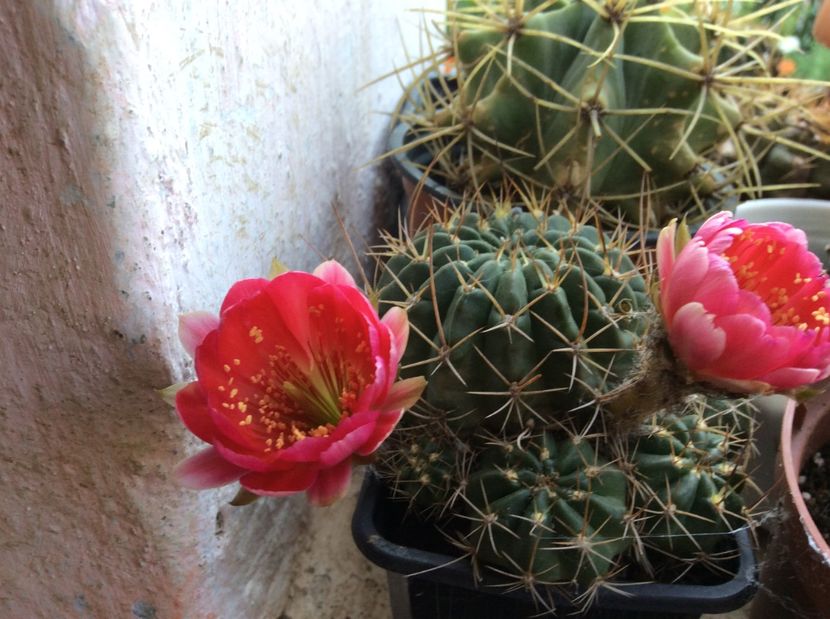  - Cactusi 2016 si suculente