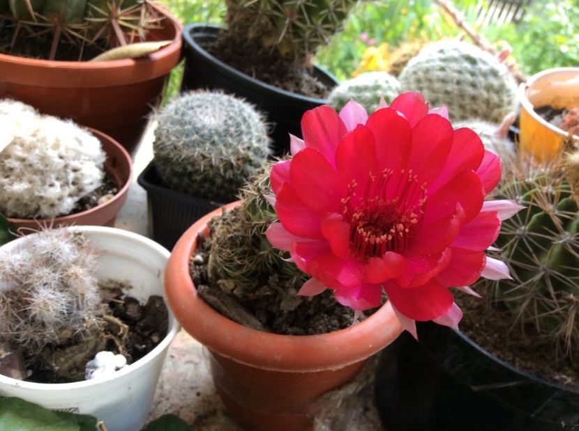  - Cactusi 2016 si suculente