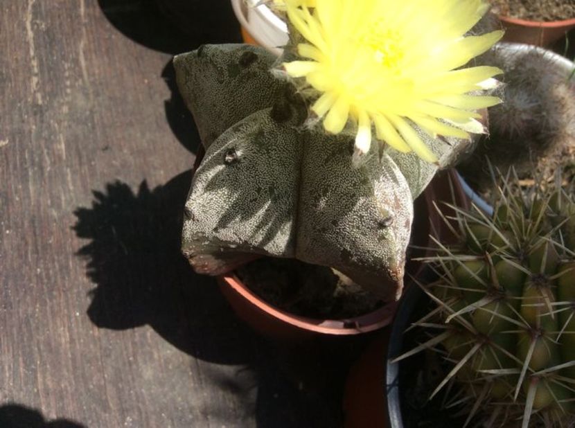  - Cactusi 2016 si suculente