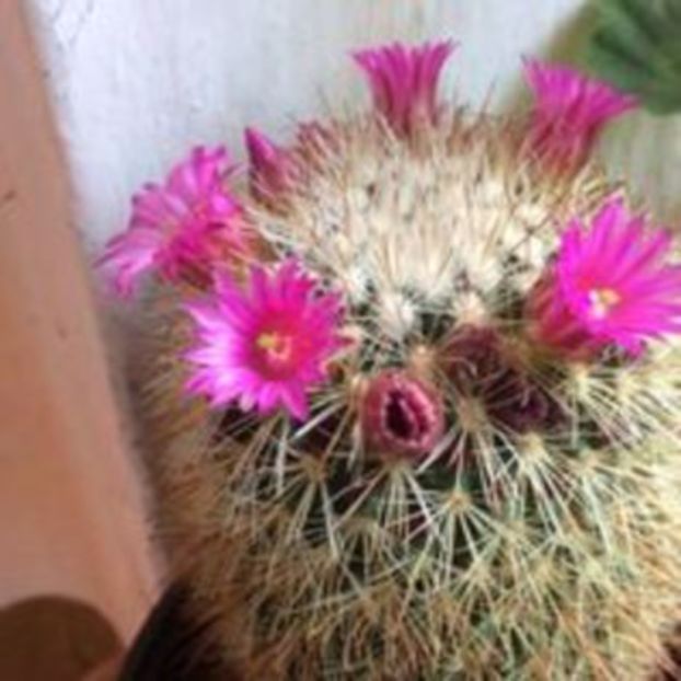  - Cactusi 2016 si suculente