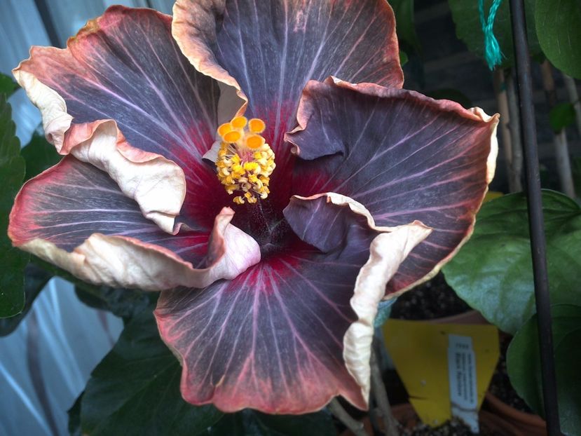 WIN_20170629_075906 - Black Rainbow