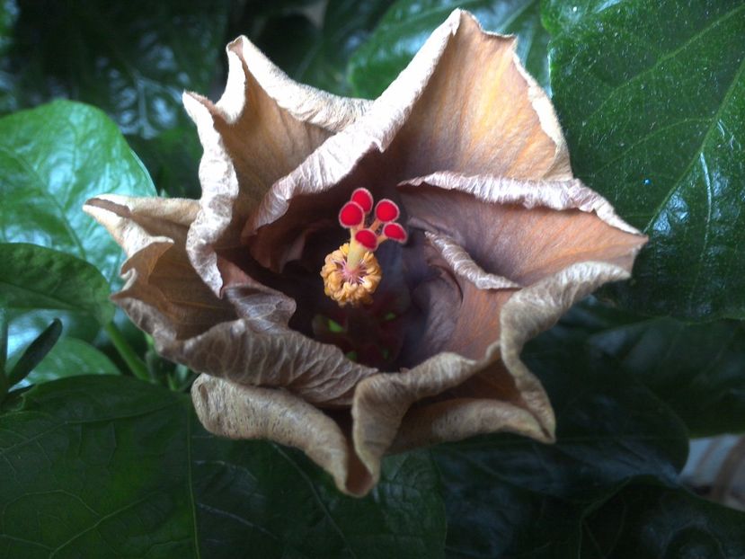 WIN_20170629_080924 - Moorea Silver Storm