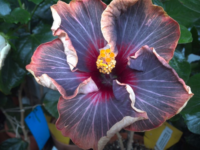 WIN_20170629_081611 - Black Rainbow