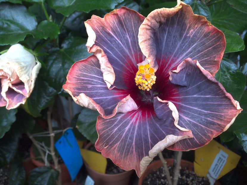 WIN_20170629_081622 - Black Rainbow