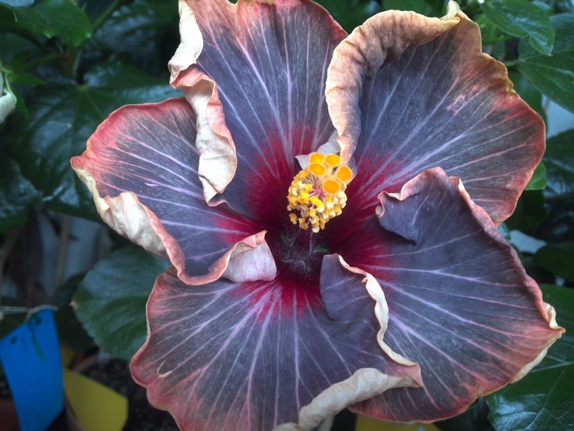 WIN_20170629_081639 - Black Rainbow