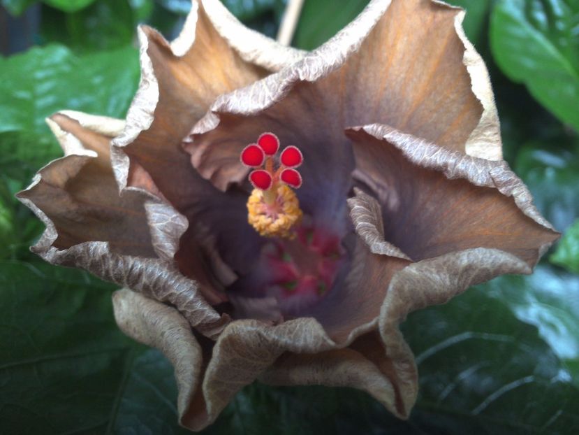 WIN_20170629_082034 - Moorea Silver Storm