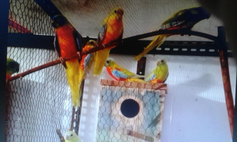 13737624_1149935795050039_946863497242209408_o - neophema