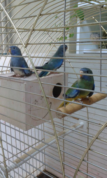 13495620_1133784246665194_1272143880853635254_o - neophema