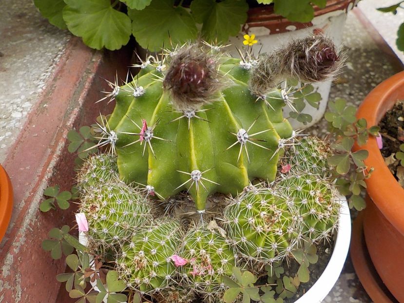  - CACTUSI si SUCULENTE