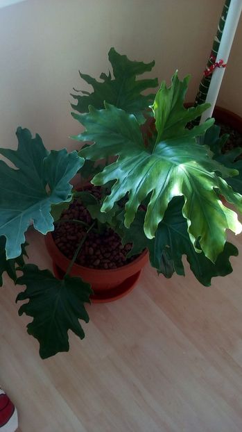 Selloum x hybrid "Hope" - Selloum - Hope