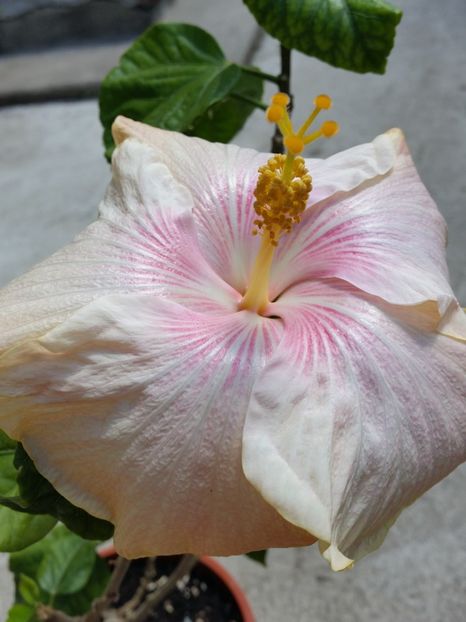  - tahitian lavender pastel