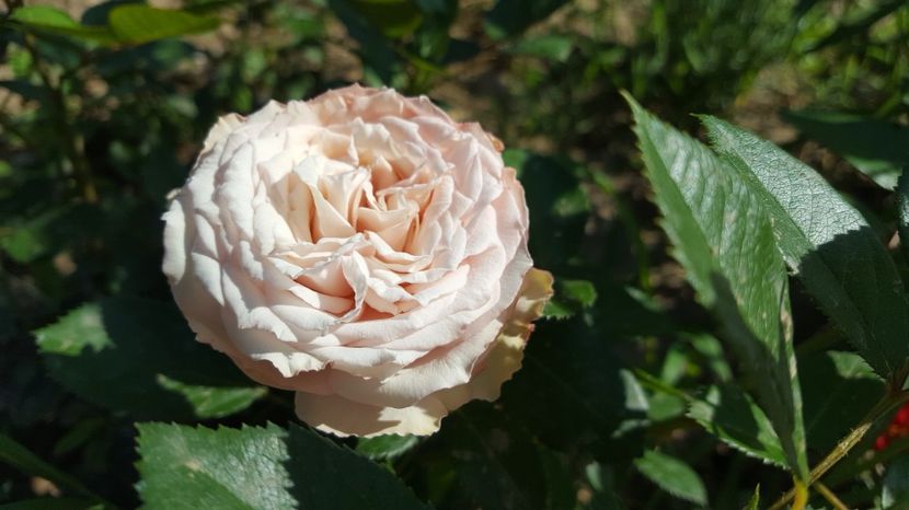  - Kordes - Rosenfaszination rose