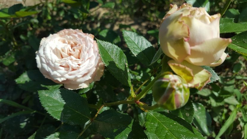  - Kordes - Rosenfaszination rose