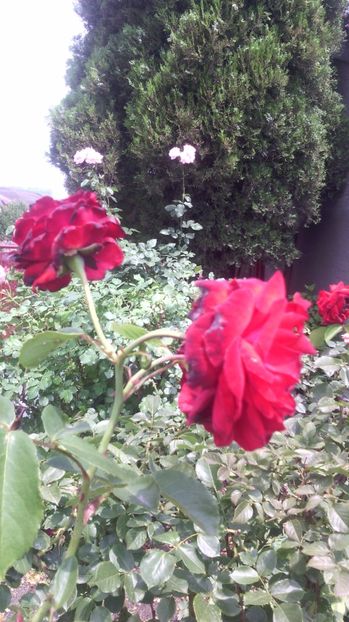 28 iunie - Trandafir  2017